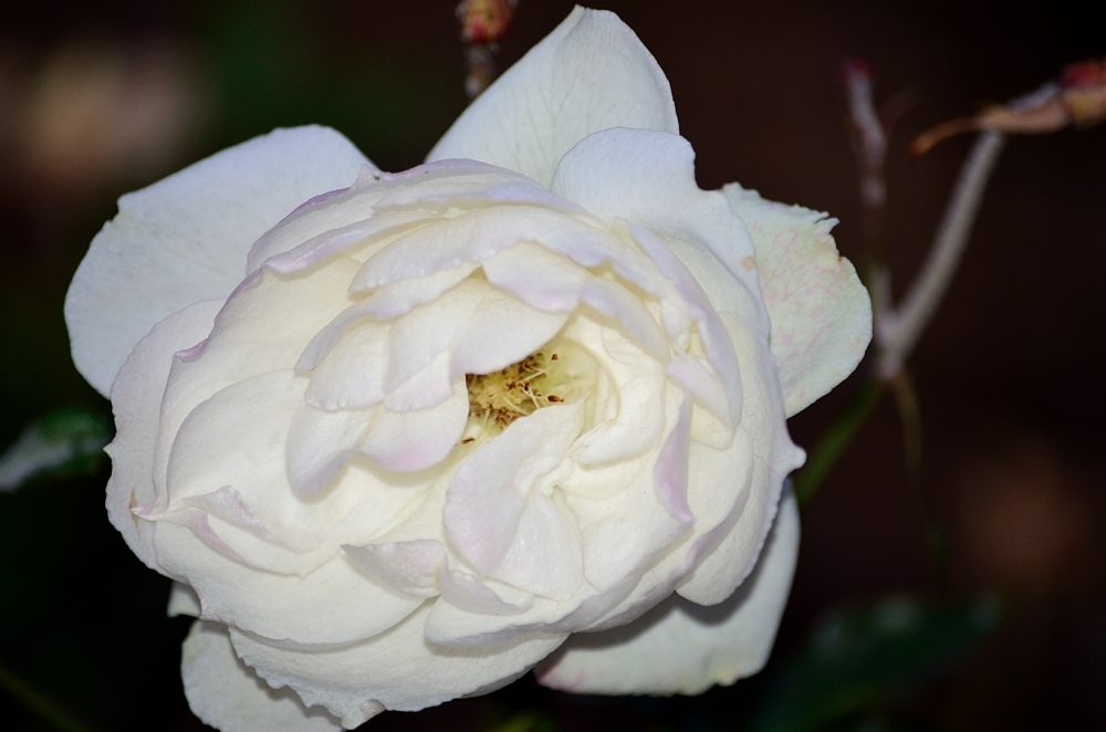 7th Jan 2014 004.JPG