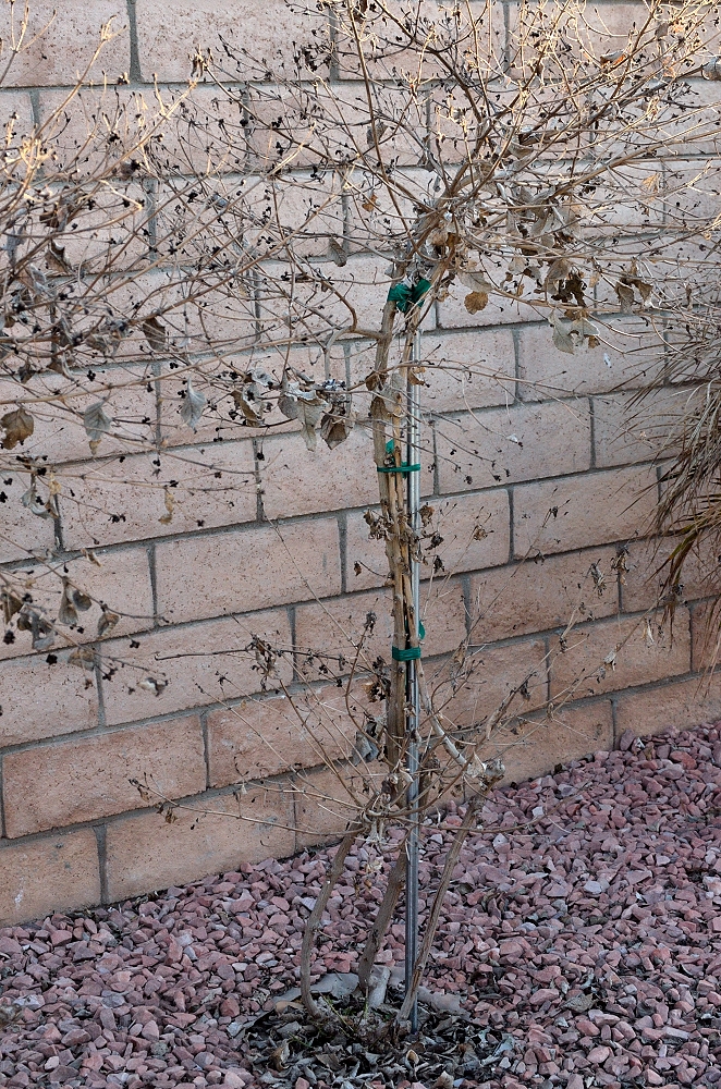 7th Mar 2015 052.JPG