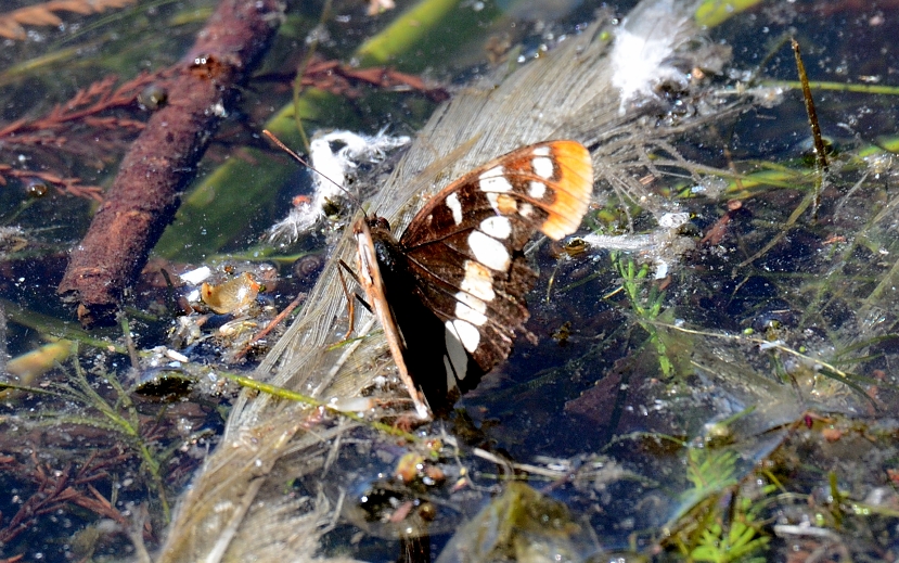 7th Sept 2015 066.JPG