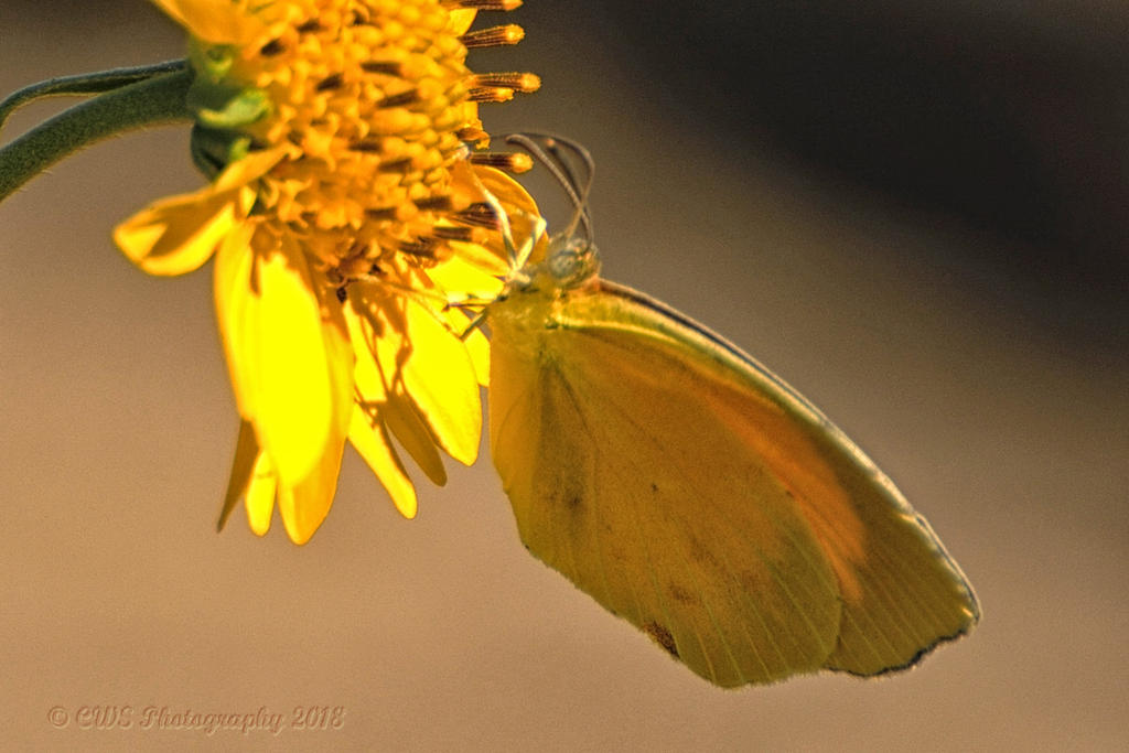 8-27-18-cr__D7K9689.jpg