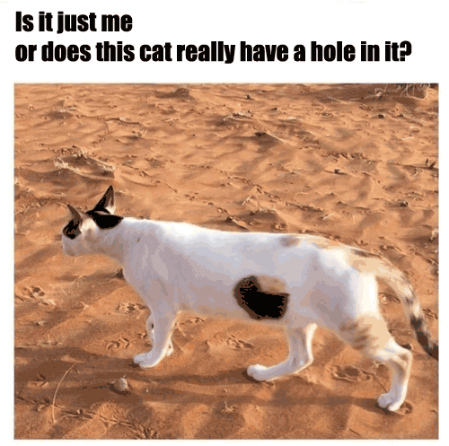 82134815_1690803501054934_2016733844098514944_n.gif