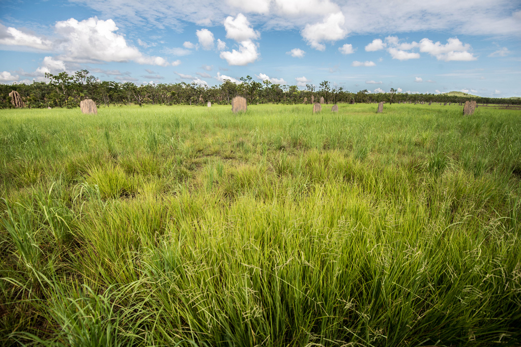 Termite Mounds