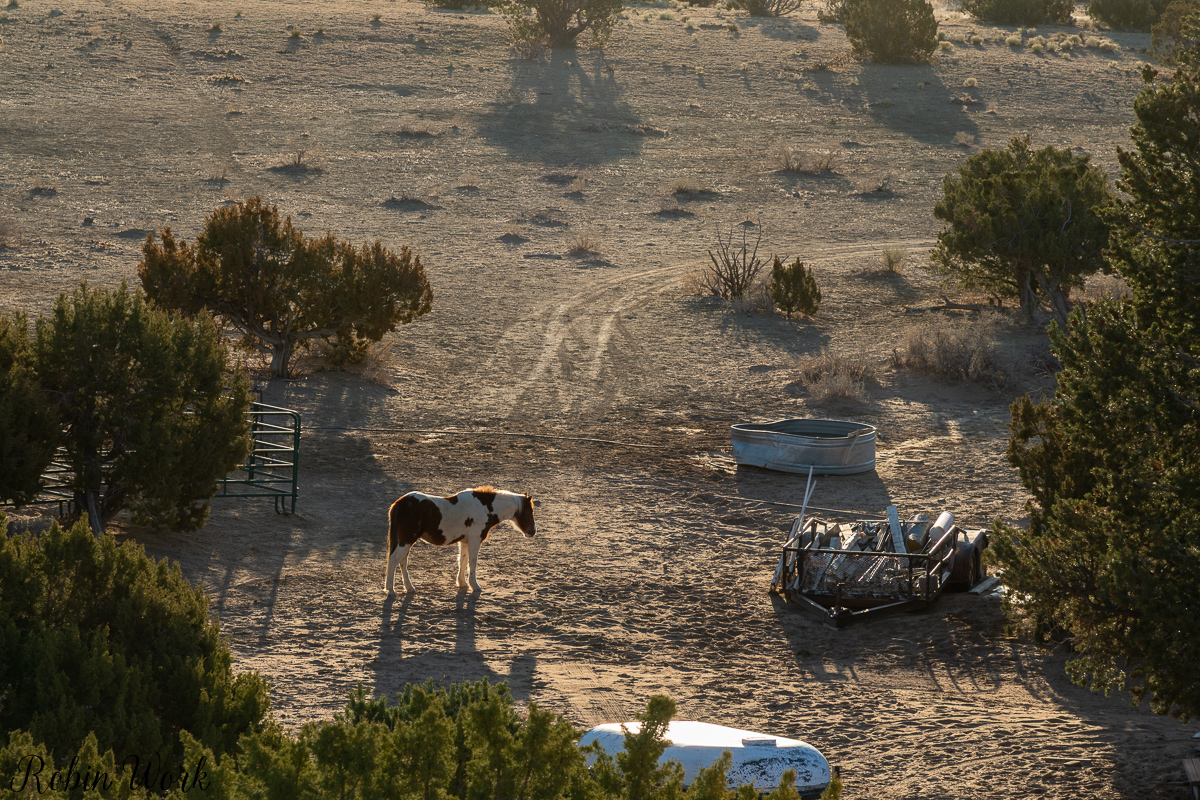 850_0010-3.jpg