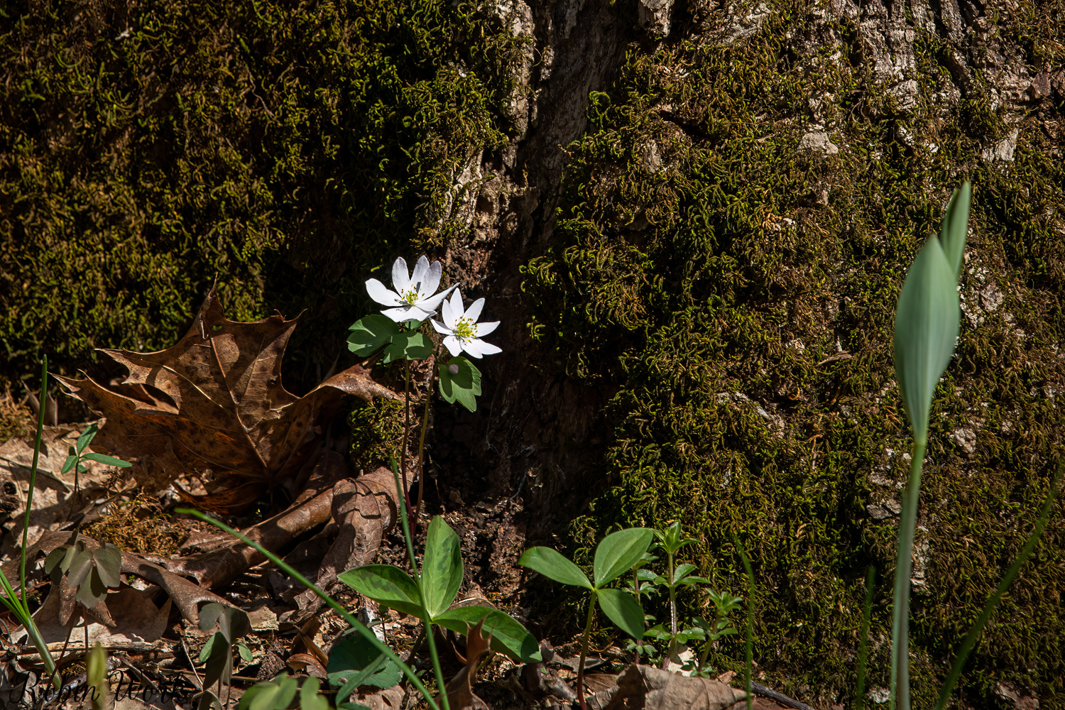 850_0876-Edit-Edit.jpg