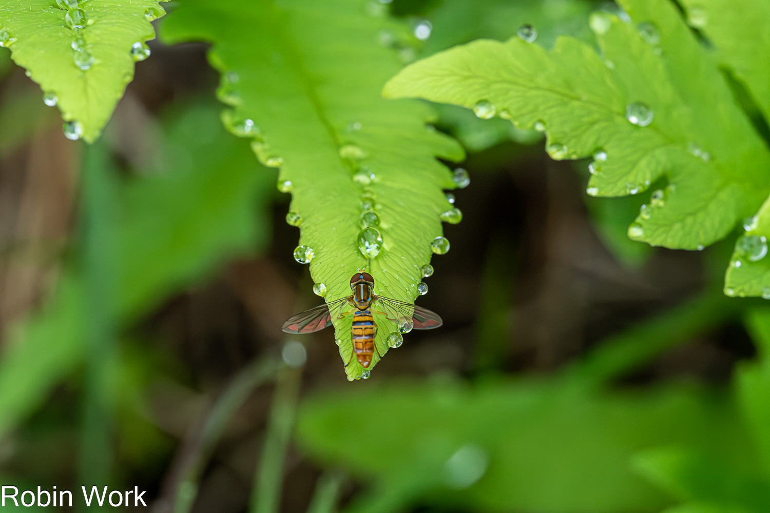 850_1055-Edit.jpg