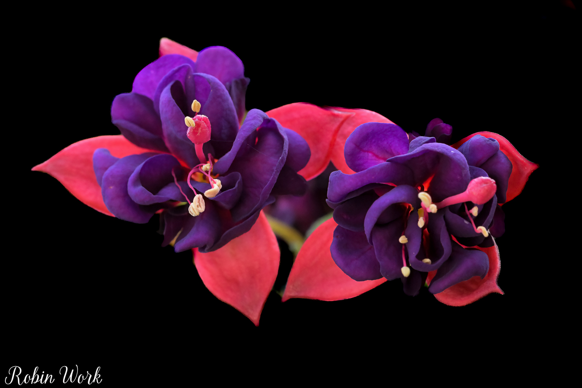 850_1921-Edit.jpg