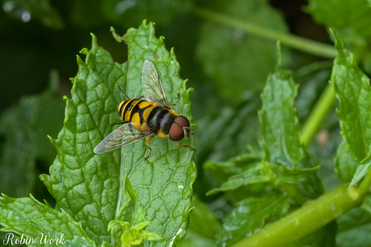 850_2098-2-Edit.jpg
