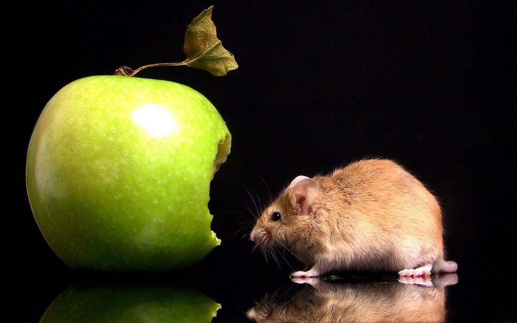 8589130521905-funny-mouse-with-apple-animal-wallpaper-hd.jpg