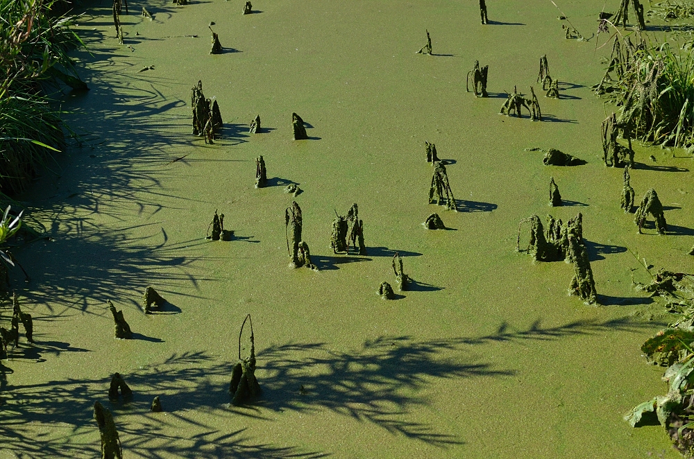 8th Feb 2015 105.JPG