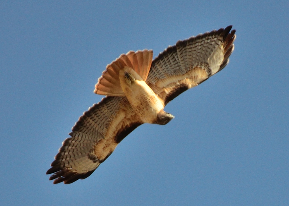 8th Oct 2014 040.JPG