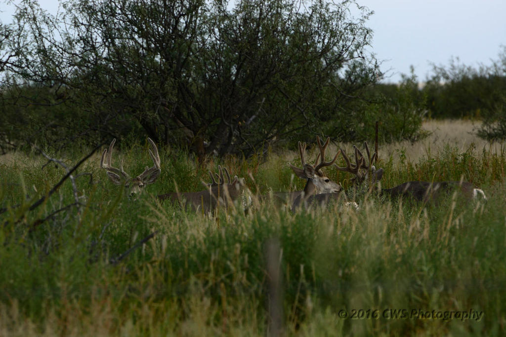 9-10-16-cr-bucks__D7K4263.jpg