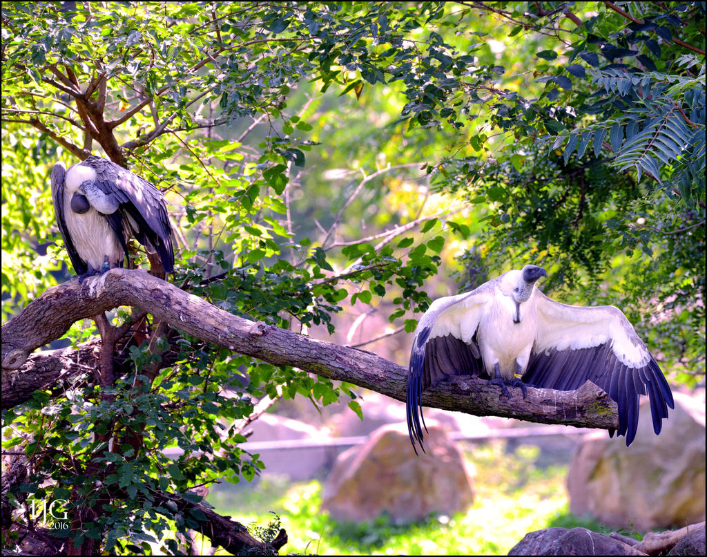 9-21-16 CLE Zoo   21sm.jpg