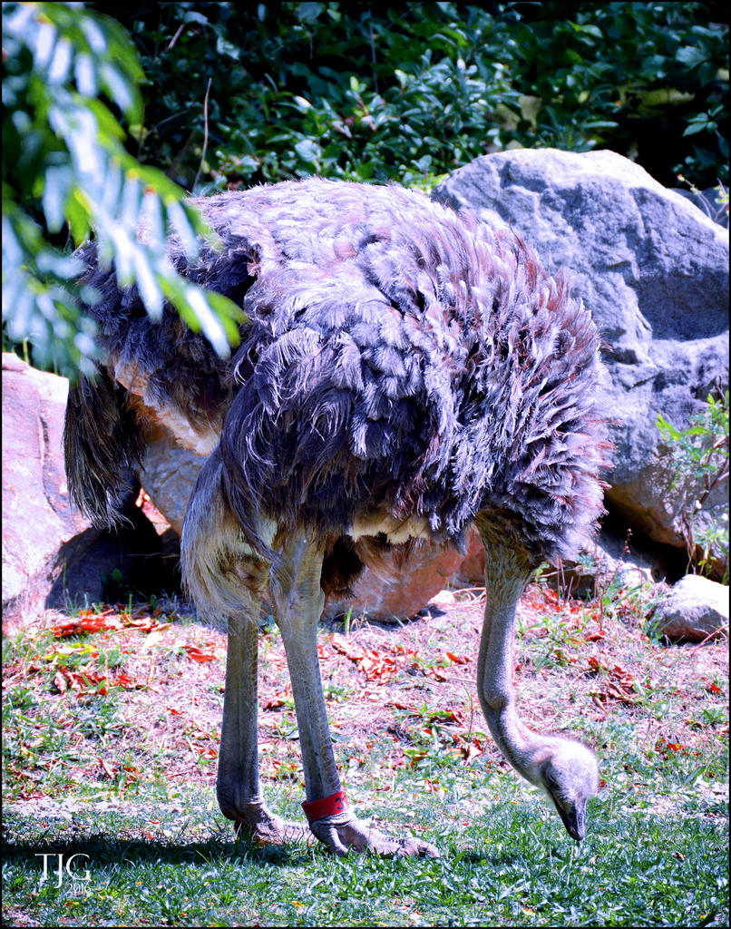 9-21-16 CLE Zoo   24sm.jpg