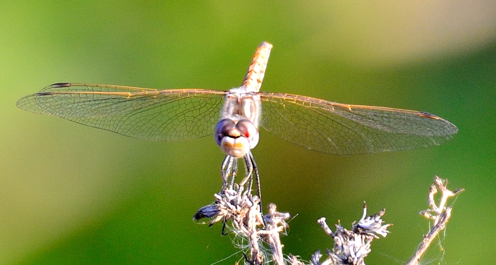9th Sept 2014 006.JPG