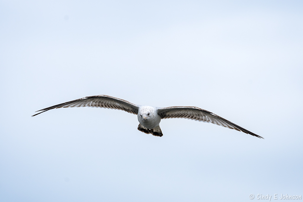 _5DX0250 low res.jpg
