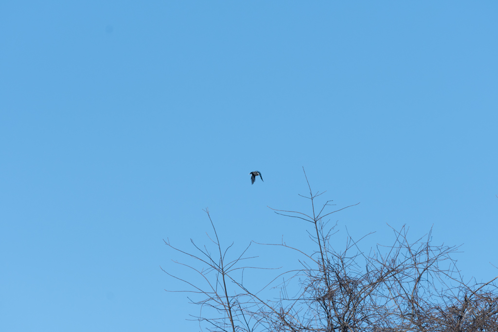 _5DX9083 uncropped low res.jpg