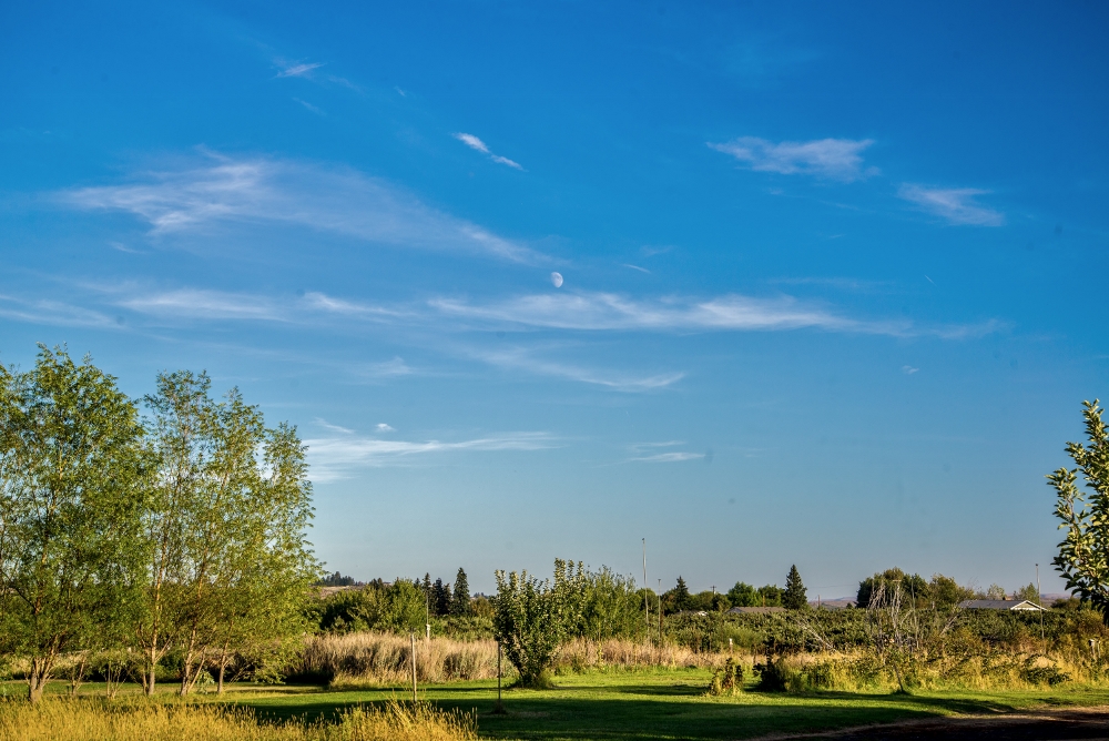 _6008932 (1000x668).jpg