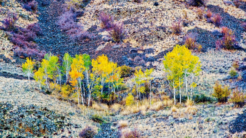 _6009841 (1000x563).jpg
