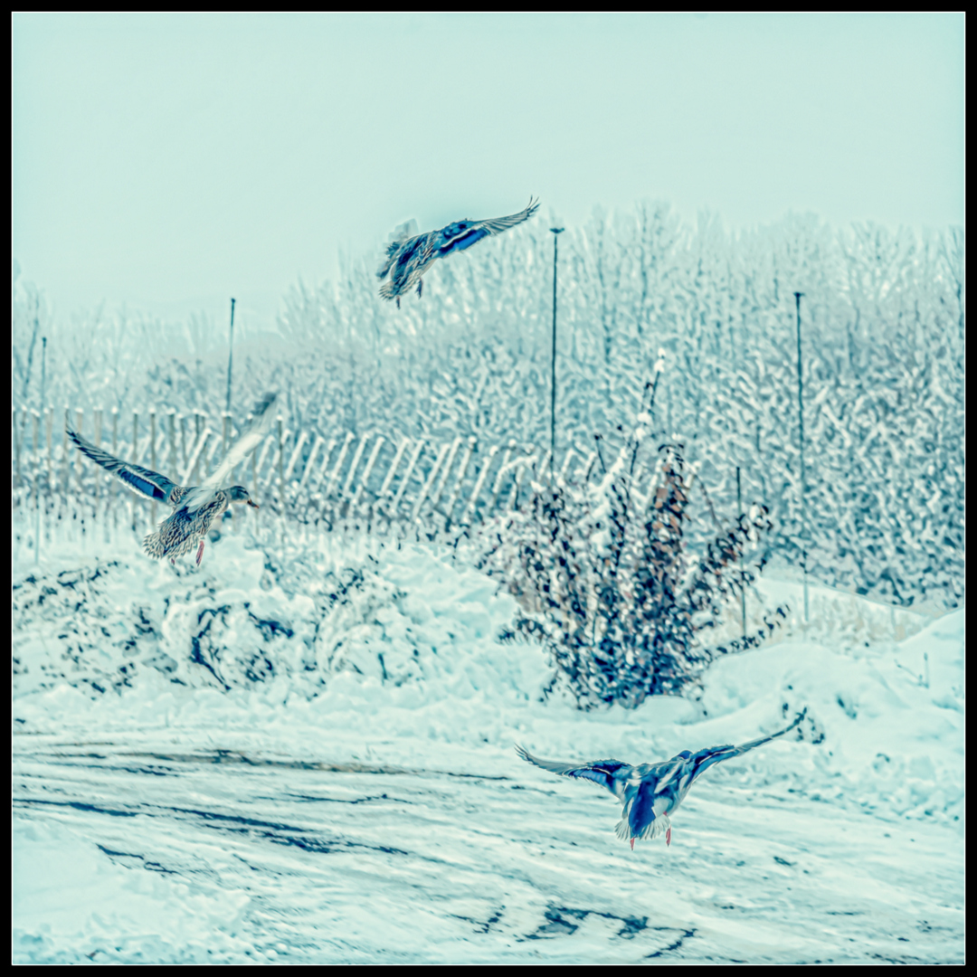 _7508983-Edit.JPG