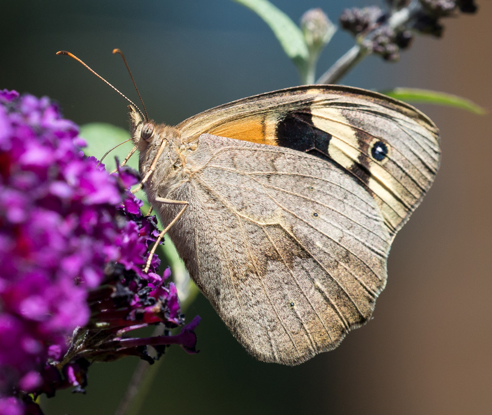 _8002636-S.jpg