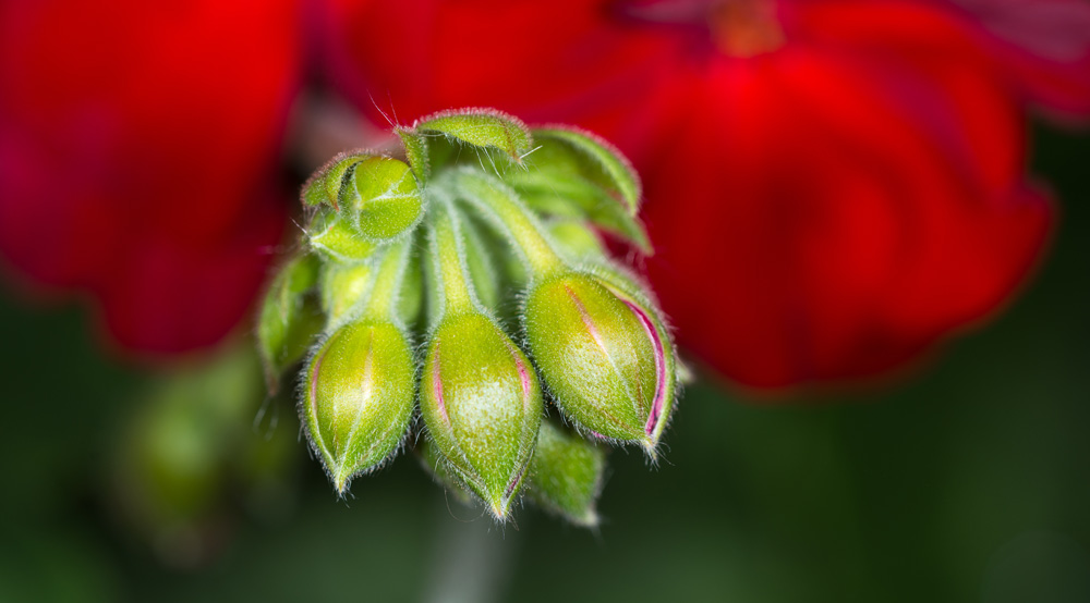 _8004846-SML.jpg