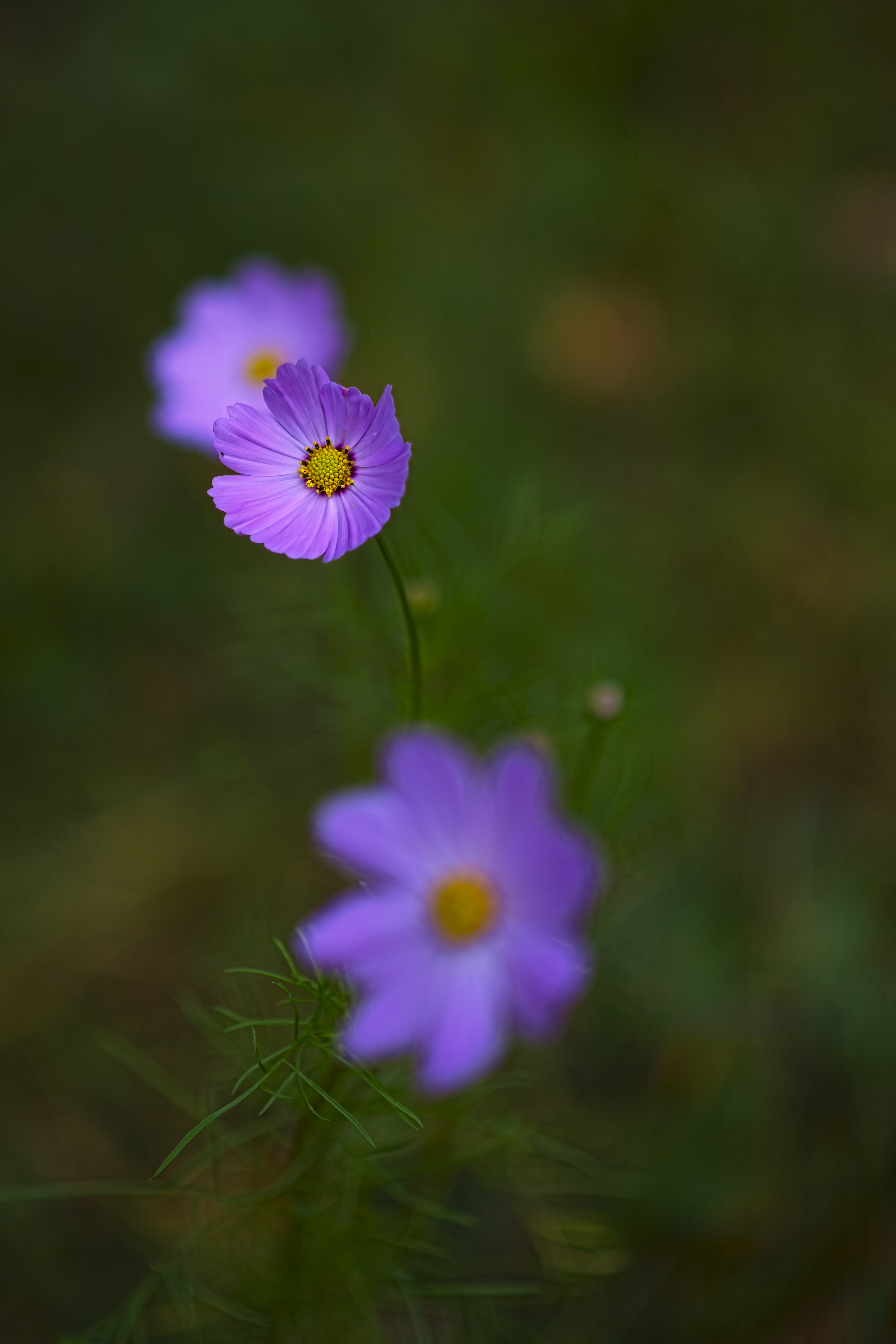 _8502115.jpg