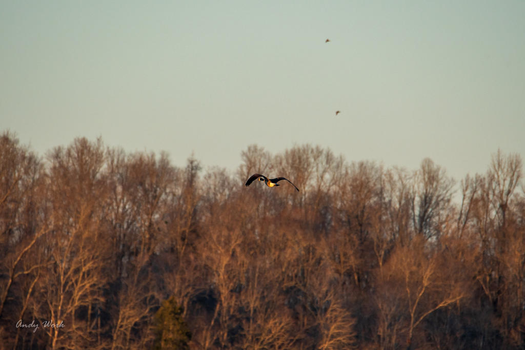 _A504912.jpg