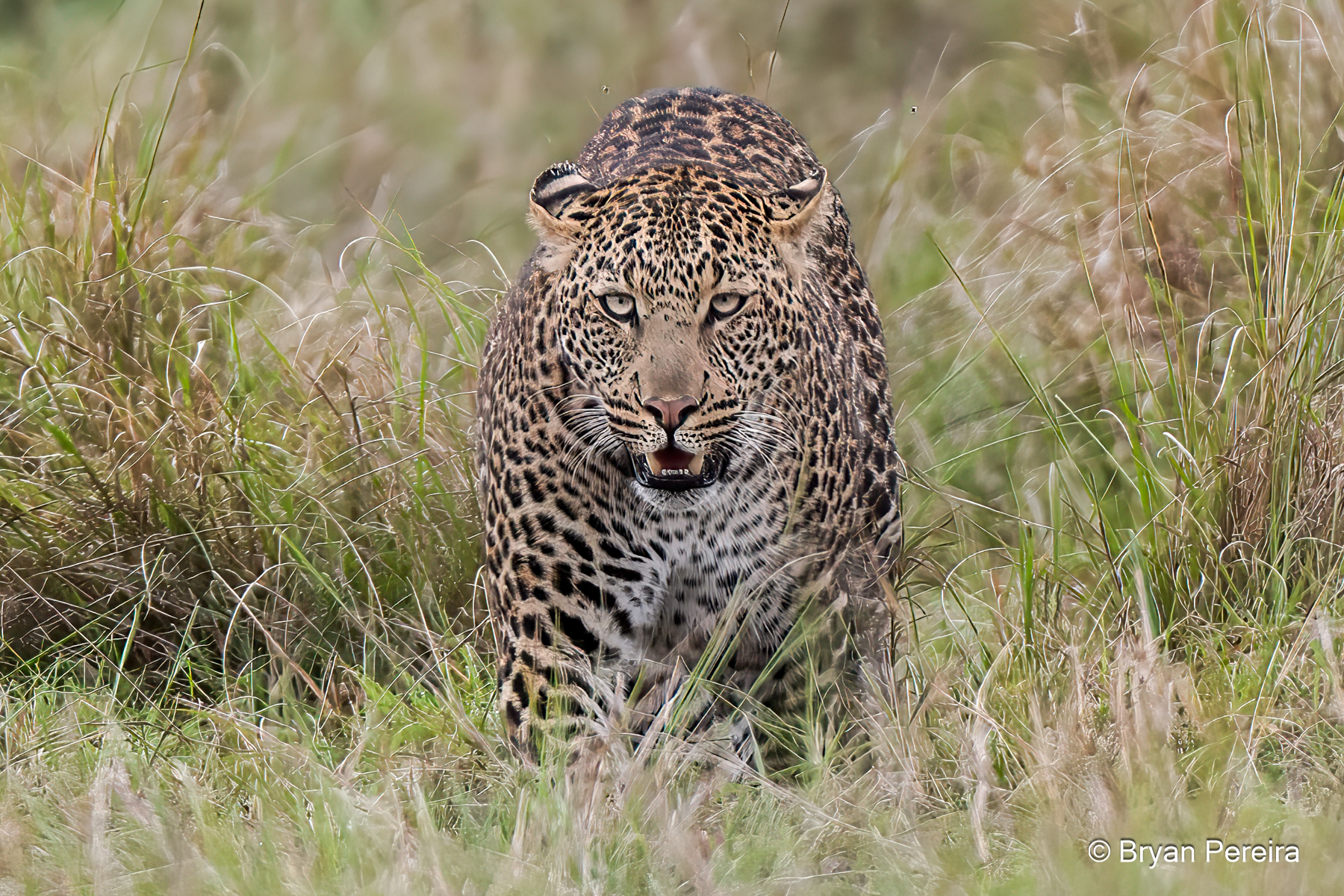 _bryan pereira DSC1066-Edit.JPG