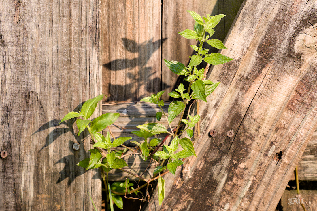 _D814696_Plants.jpg