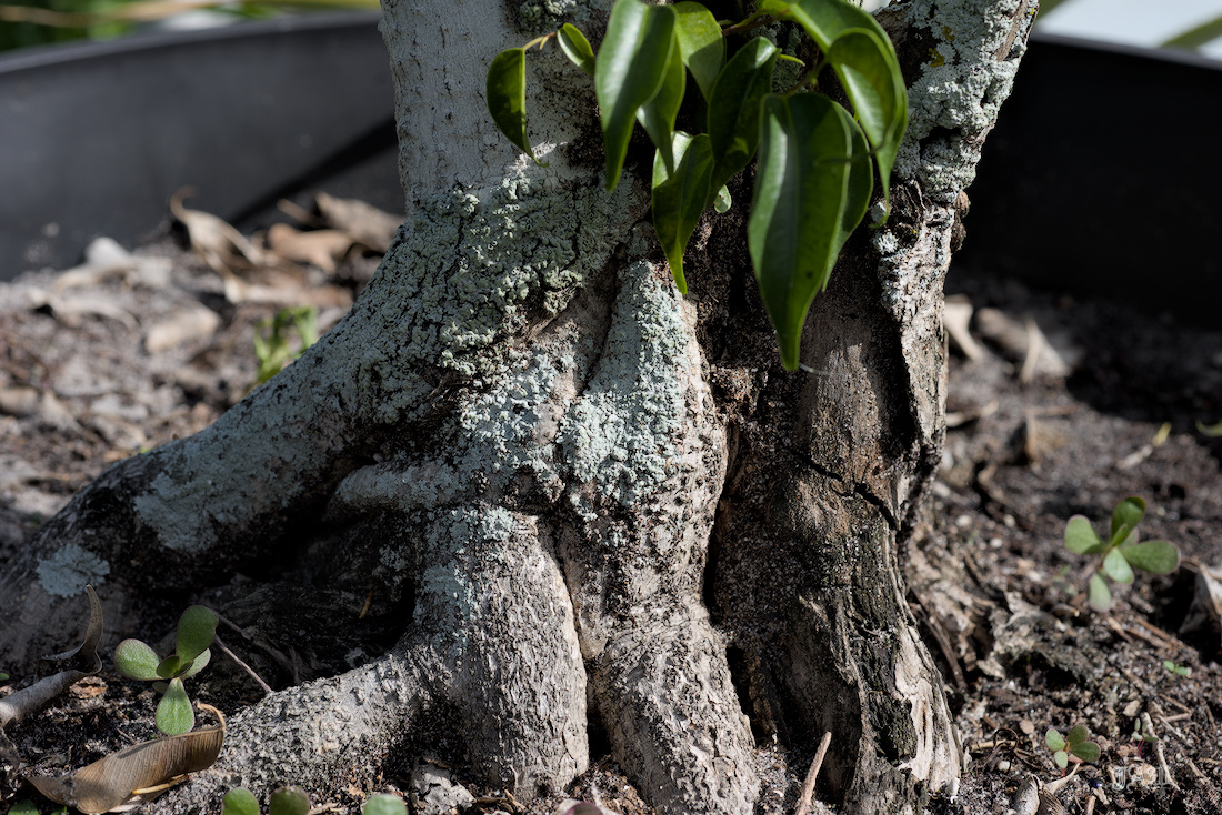 _D814706_Tree.jpg