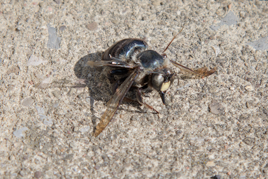 _D814897_Insects.jpg