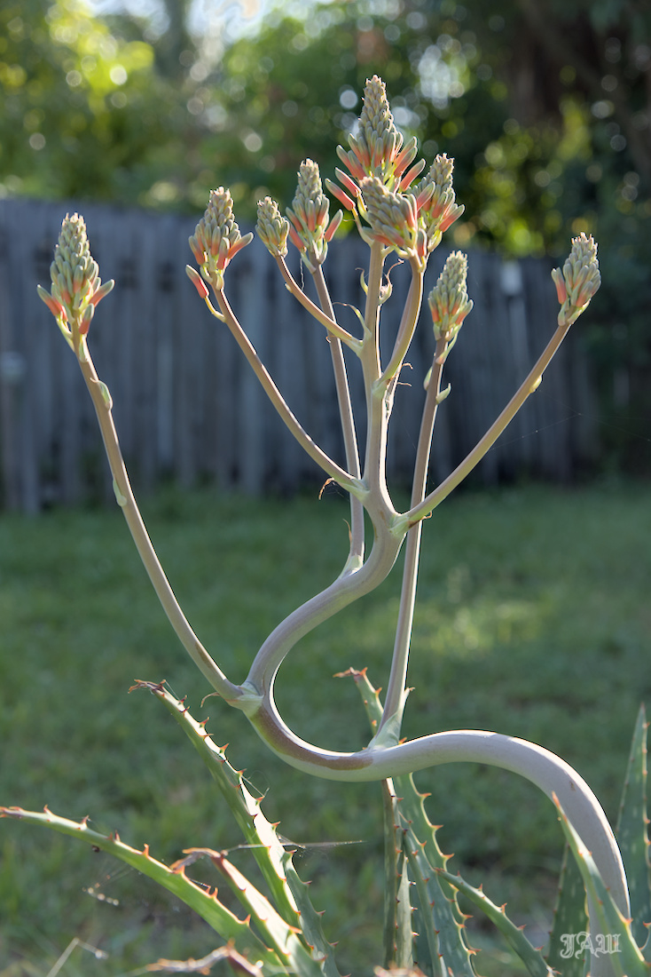 _D815018_Plants.jpg