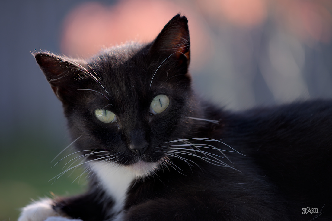 _D815052_No White.jpg
