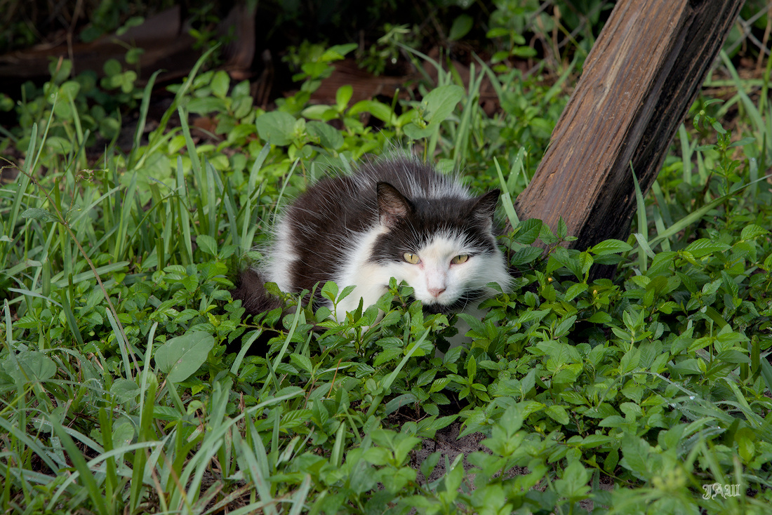 _D815164_Charlie.jpg