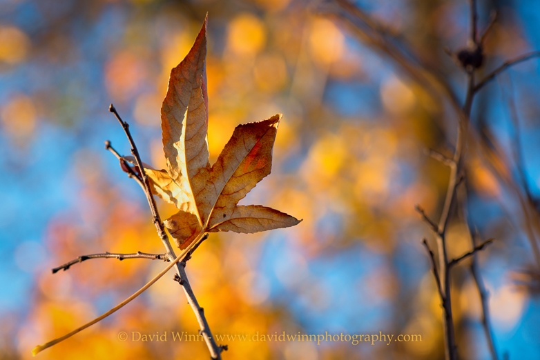_D8A3496-Edit-2-Edit-sm.jpg
