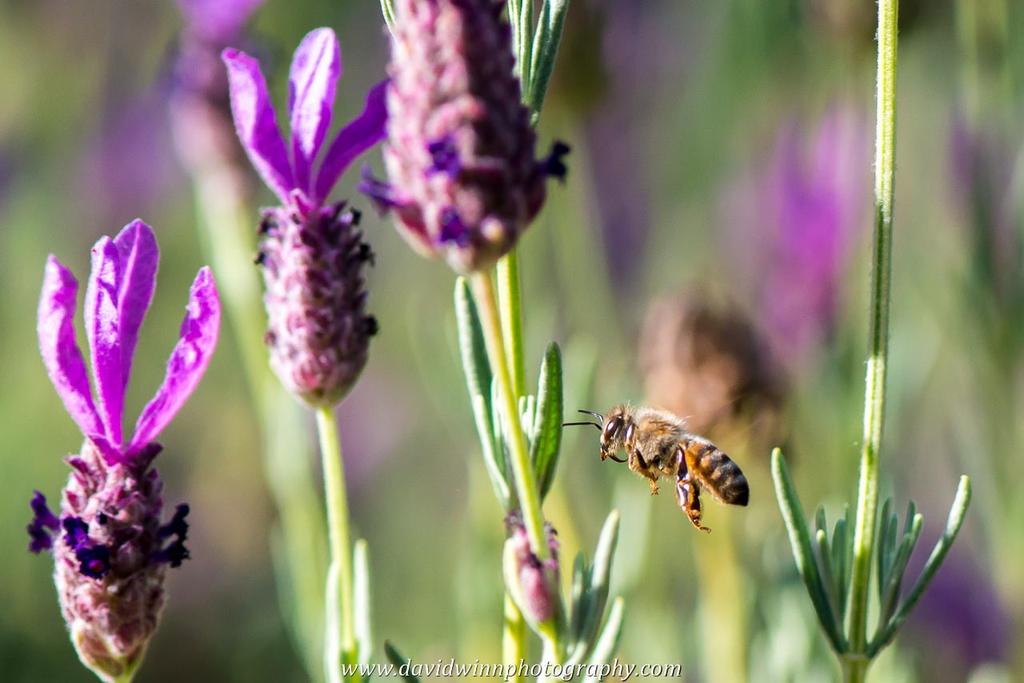 _D8A5353-2.jpg