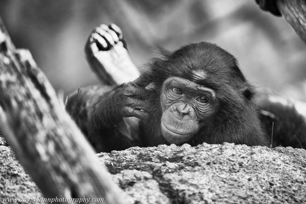 _D8A9162-V-BW-ShrpD.jpg