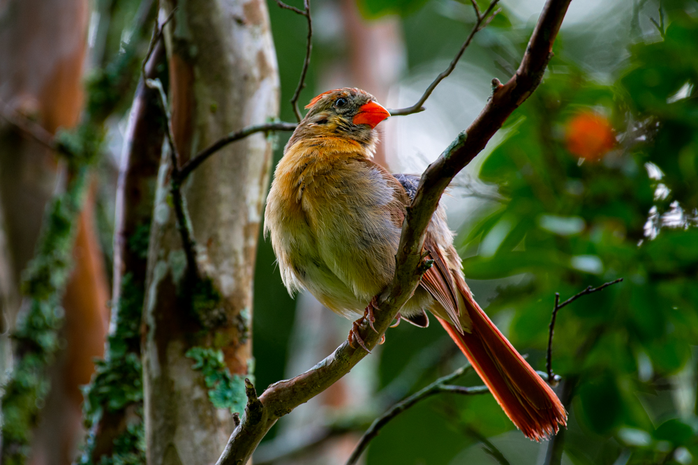 _DAB0072.jpg _DAB0072.jpg