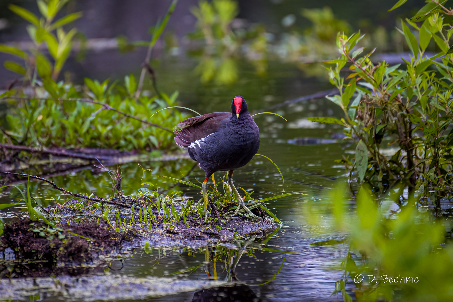 _DAB0183-DeNoiseAI-low-light.jpg
