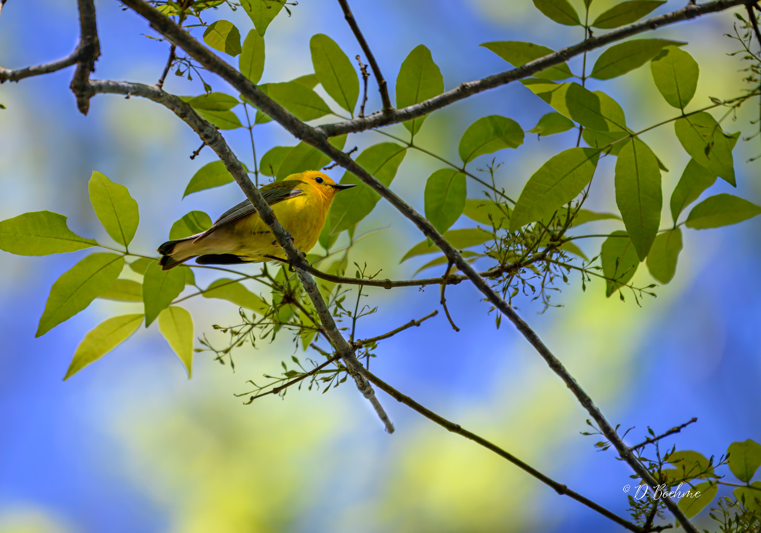 _DAB0188-topaz-denoiseraw-sharpen.jpg