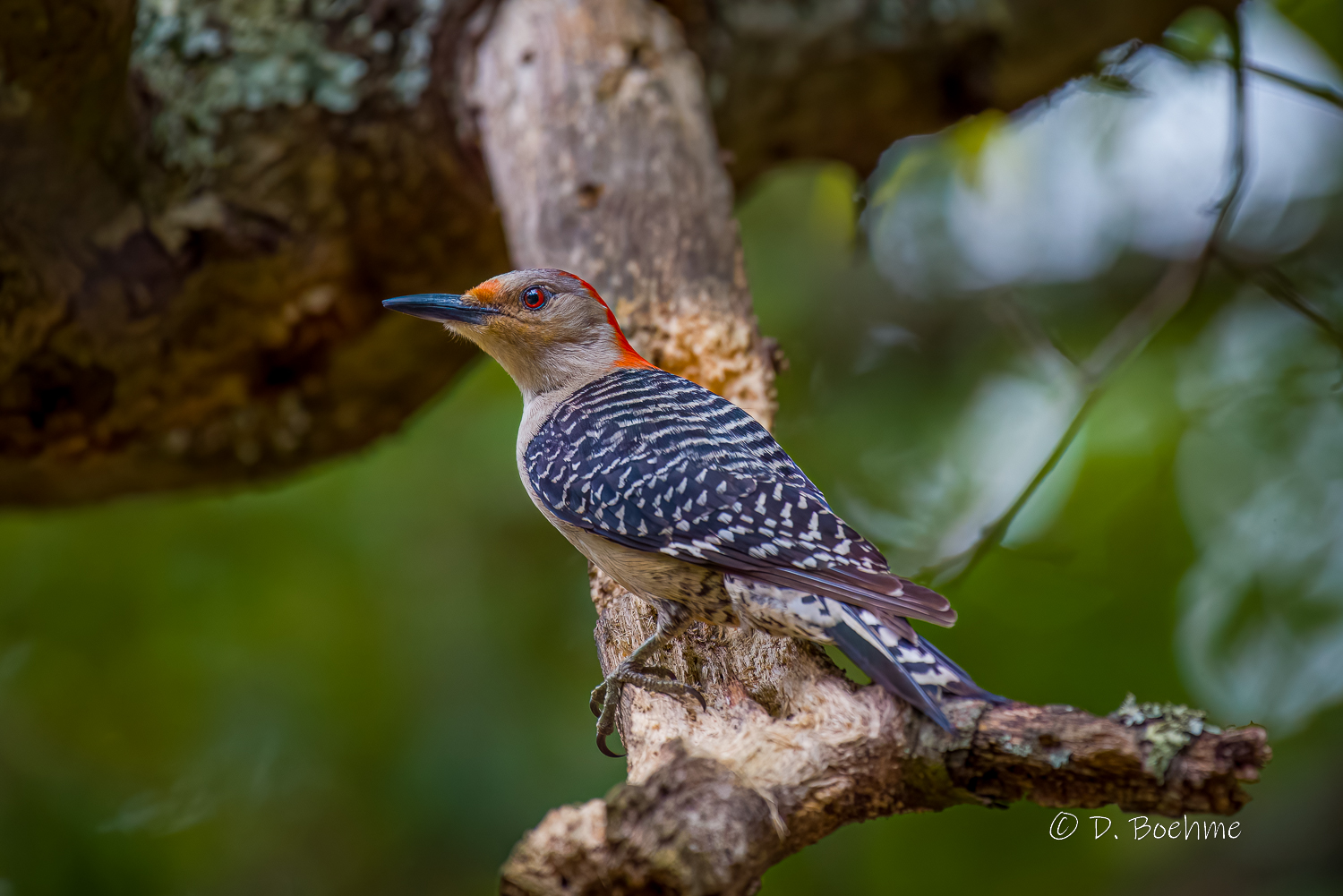 _DAB0297-DeNoiseAI-low-light.jpg
