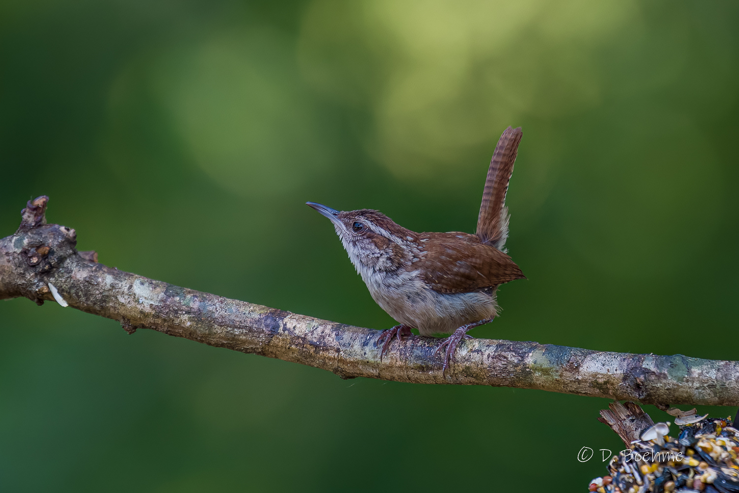 _DAB0324-DeNoiseAI-low-light.jpg