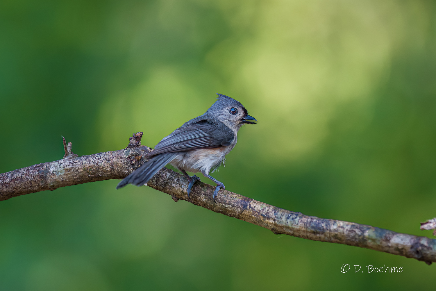 _DAB0361-DeNoiseAI-low-light-2.jpg