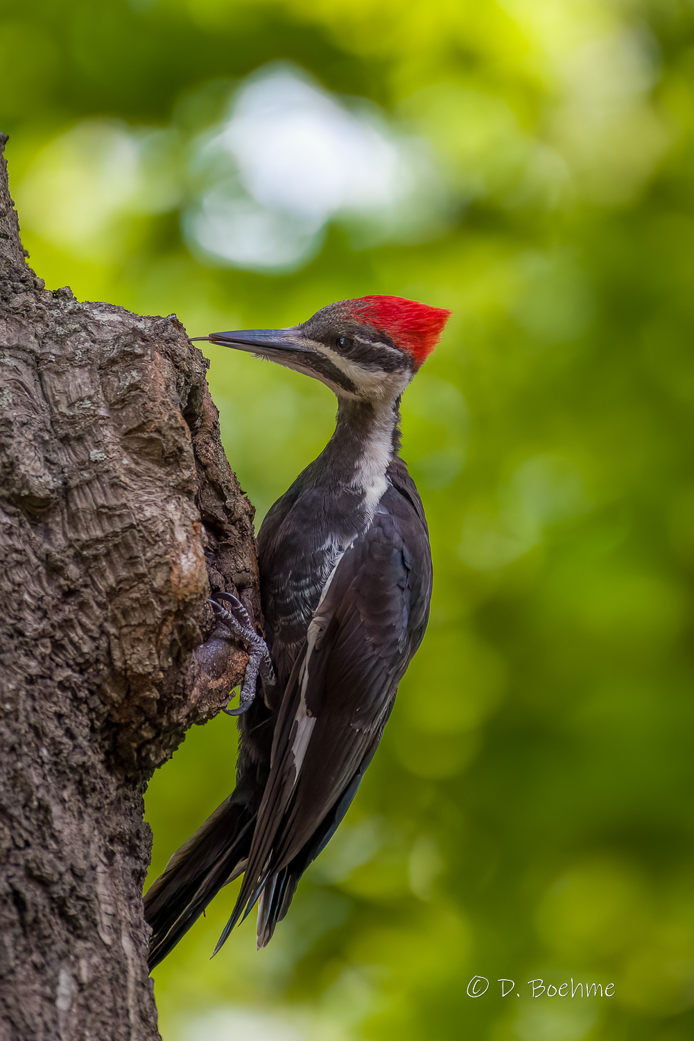_DAB0383-DeNoiseAI-low-light.jpg