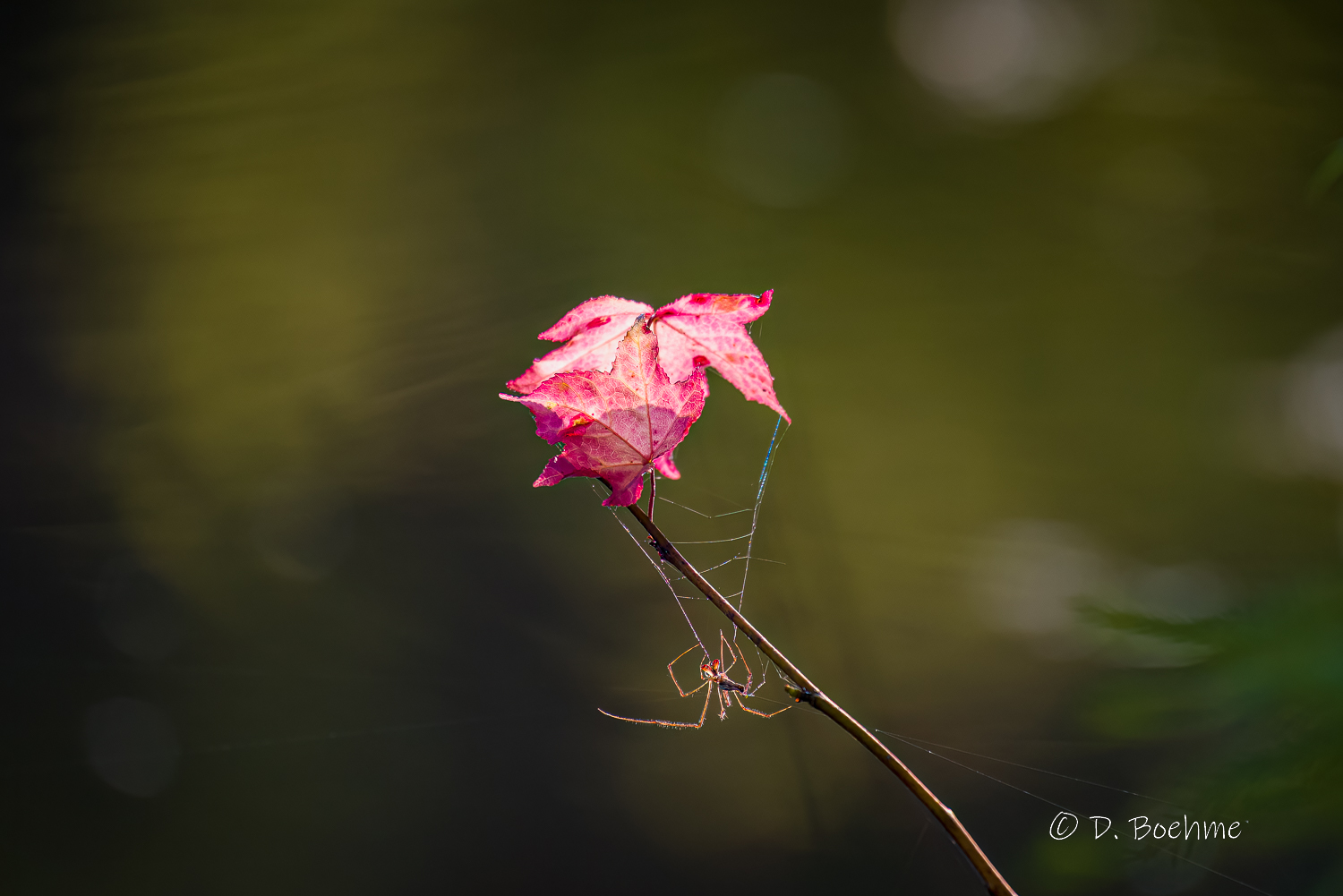 _DAB0608-DeNoiseAI-low-light-2.jpg