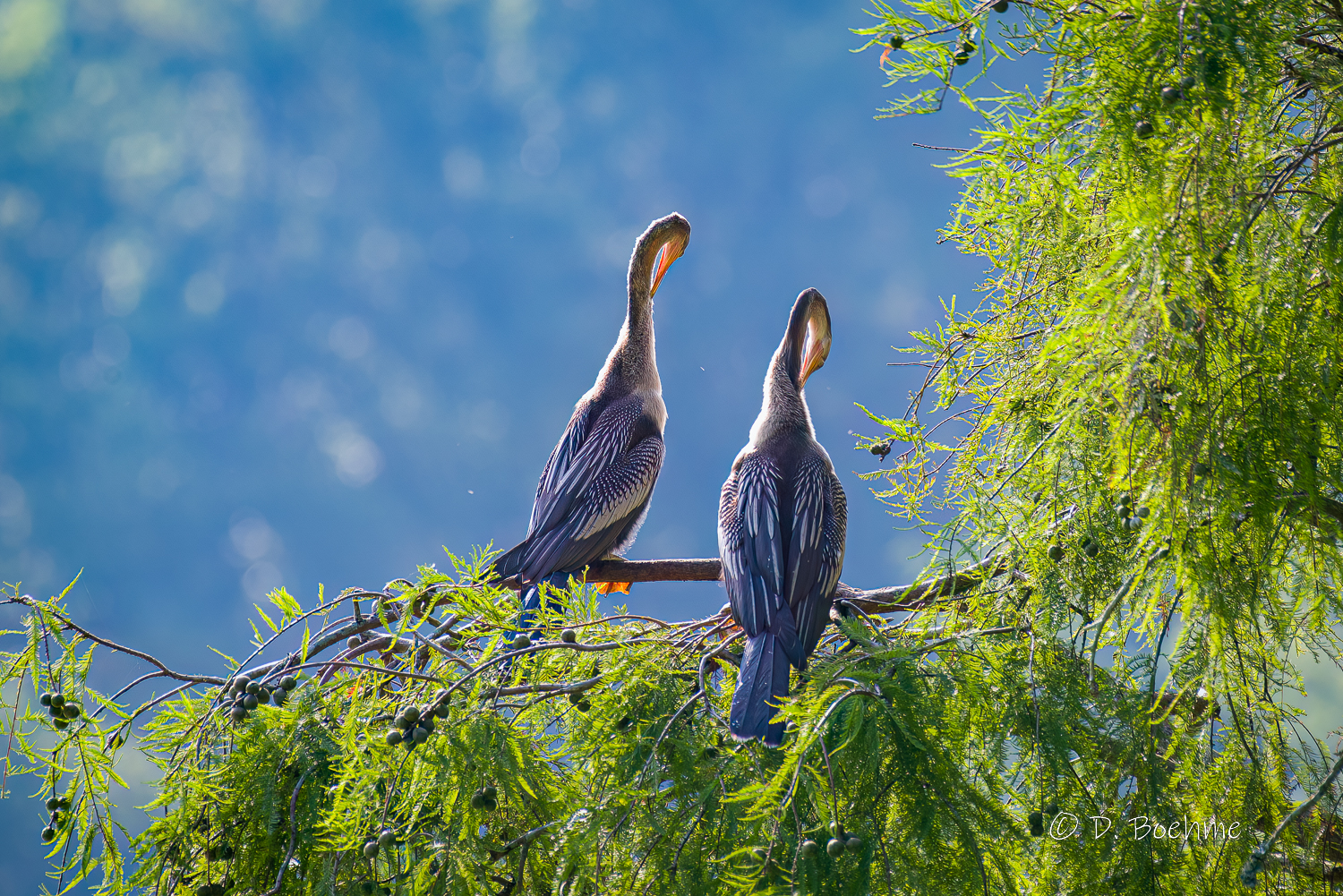 _DAB0808-DeNoiseAI-low-light-2.jpg