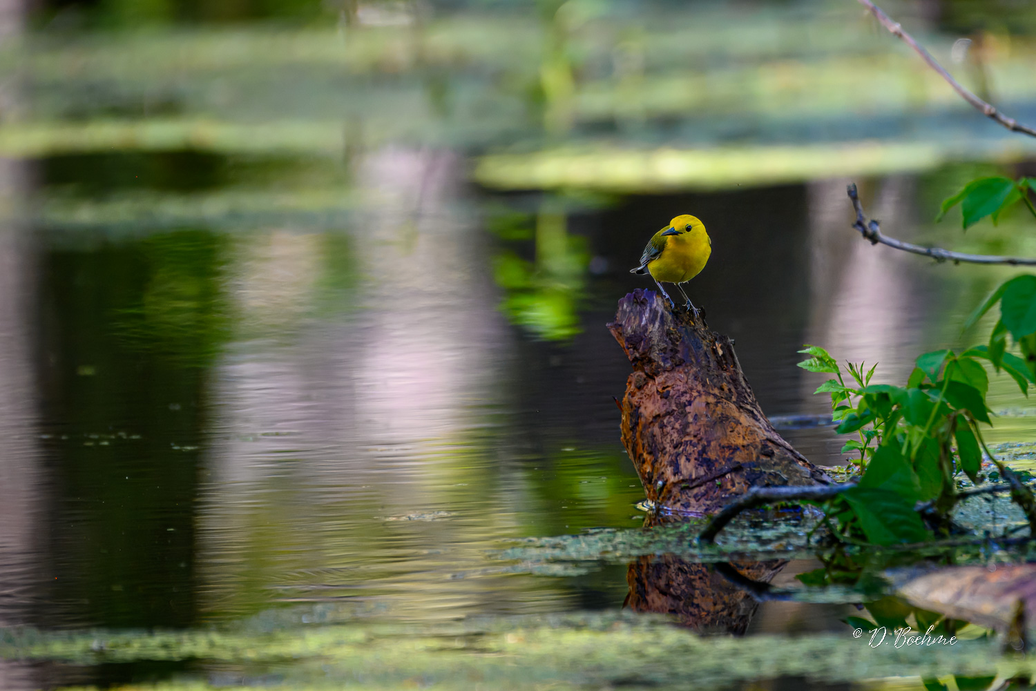 _DAB0988-topaz-denoiseraw-sharpen.jpg