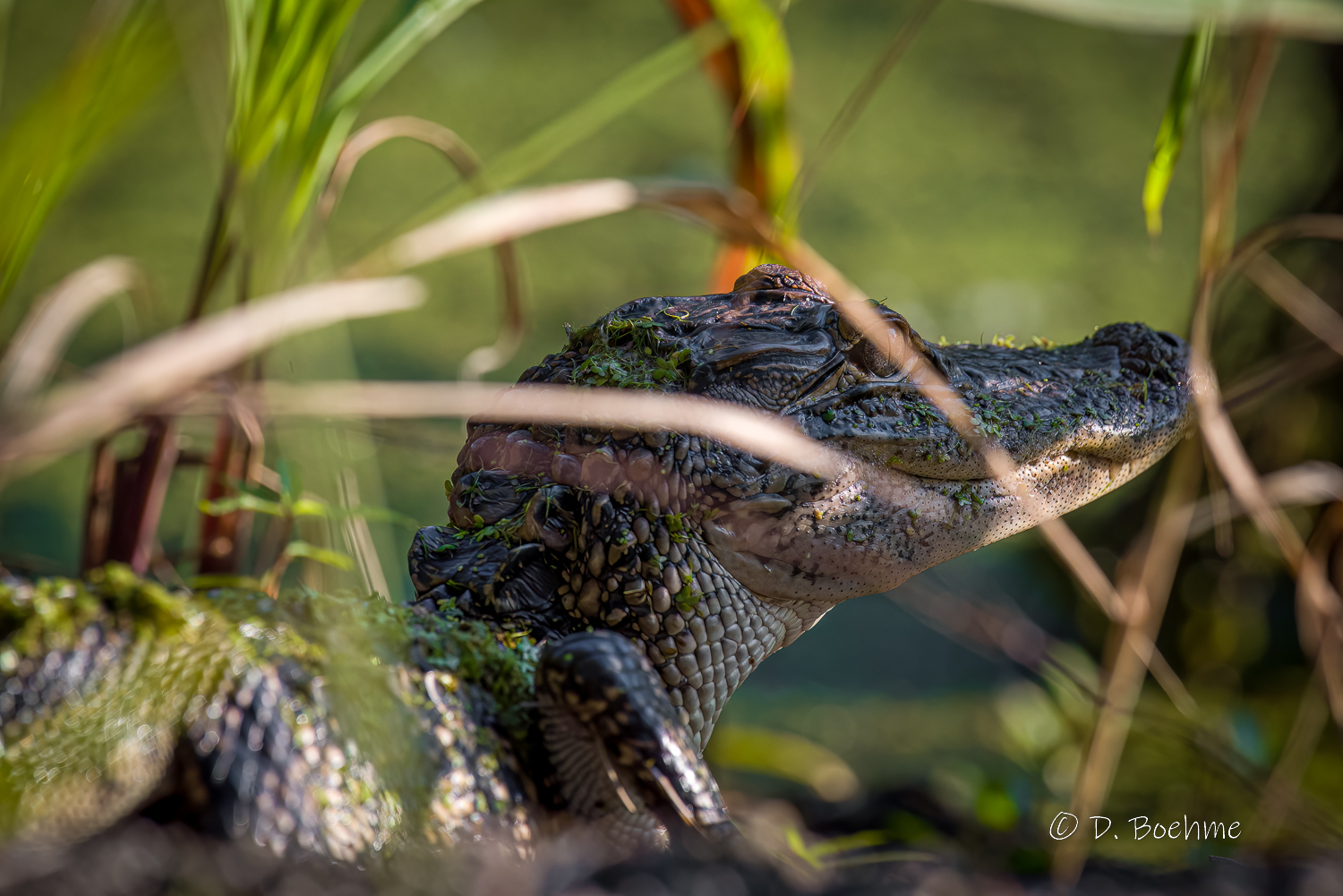 _DAB1208-DeNoiseAI-low-light.jpg