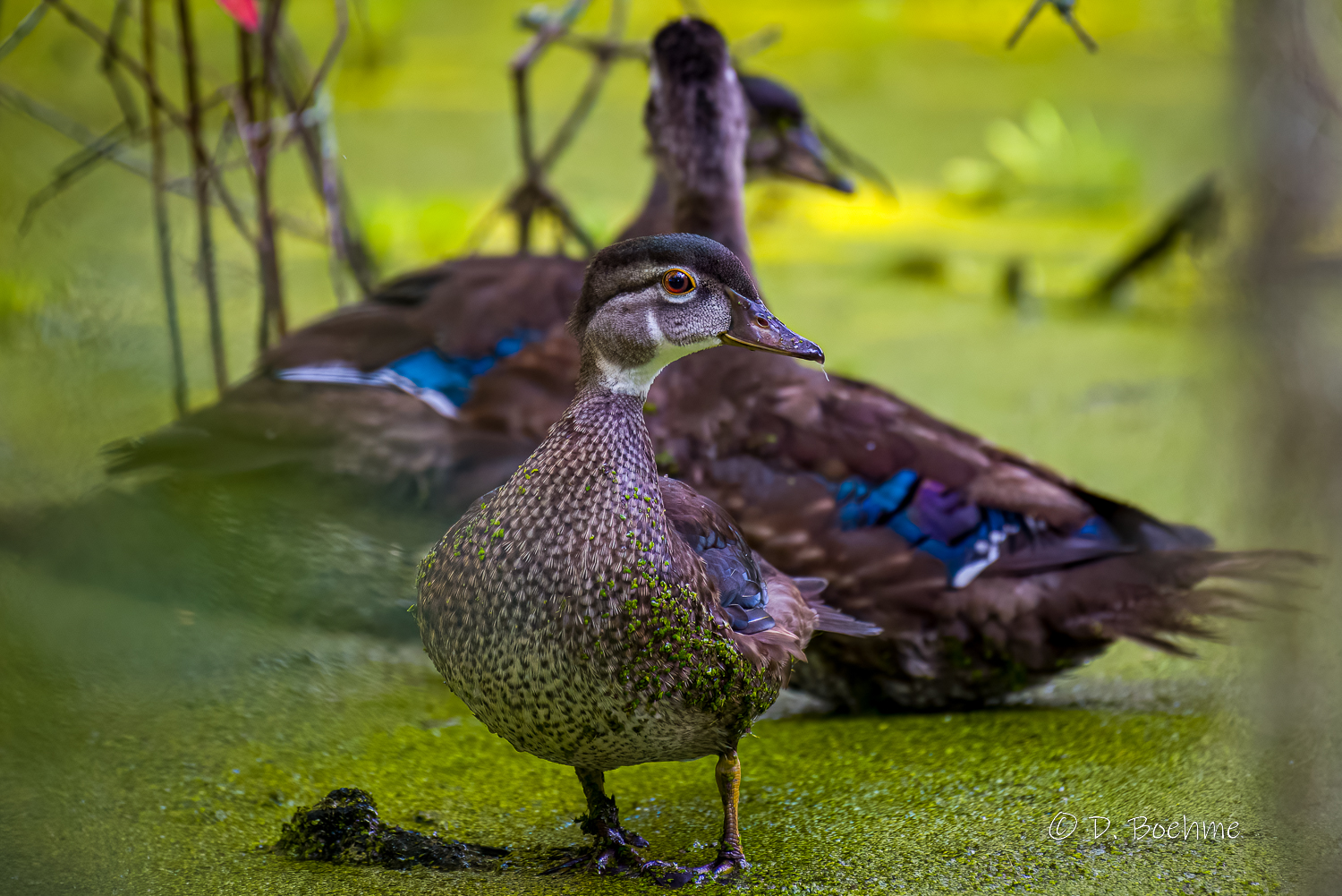 _DAB1319-DeNoiseAI-low-light.jpg