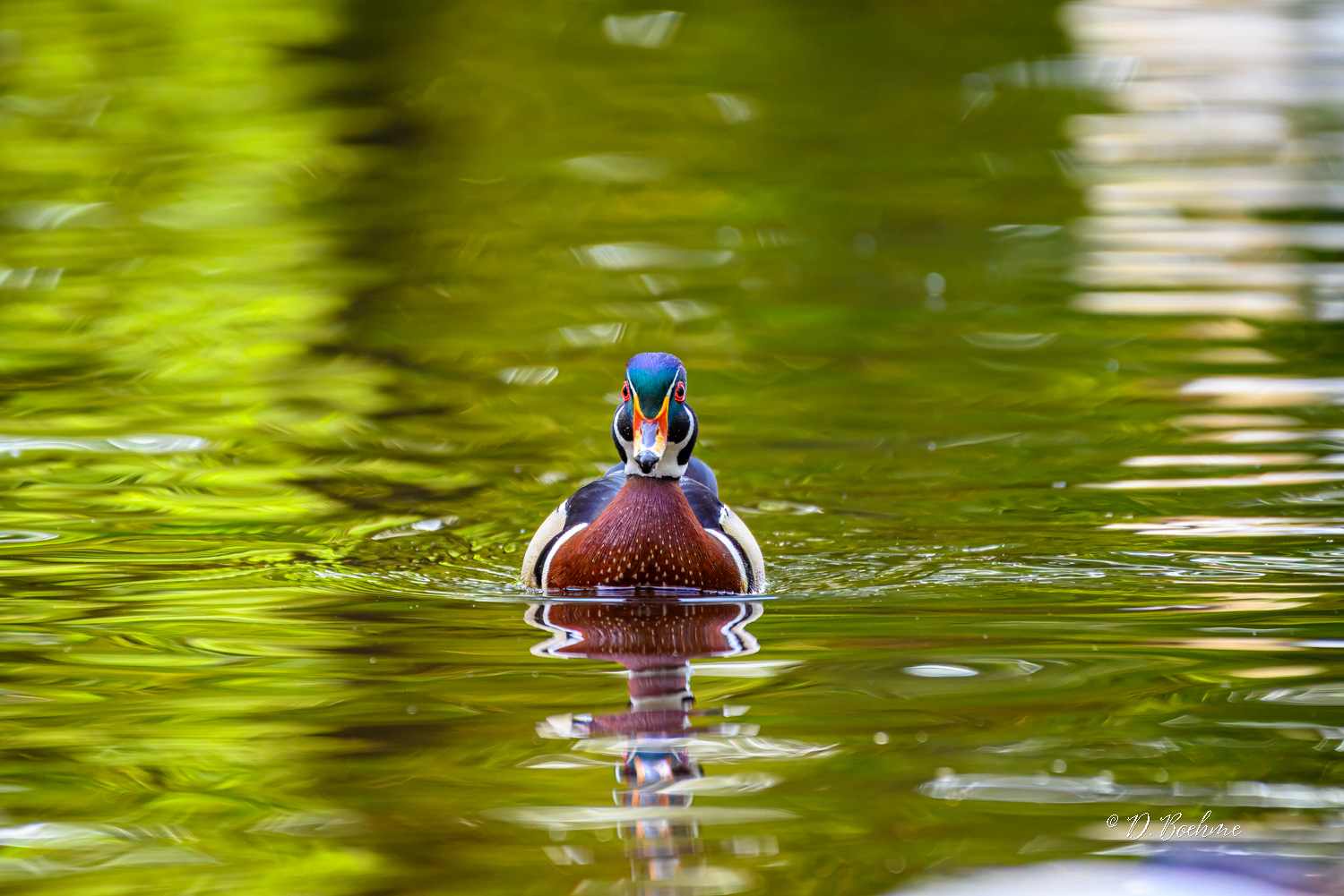 _DAB1535-topaz-denoiseraw-sharpen.jpg